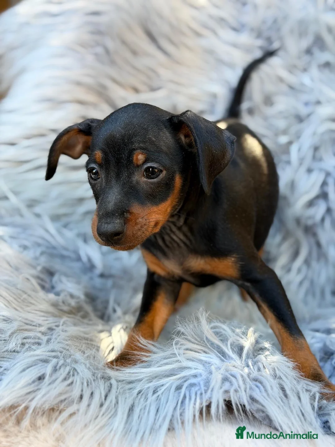 Pinscher Miniatura perros en venta: Mini pinscher macho 💙🐾 - Anuncio 2