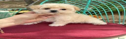 Maltipoo perros en venta: Maltipoo Hembra Toy fotos actuales !! - Anuncio 3