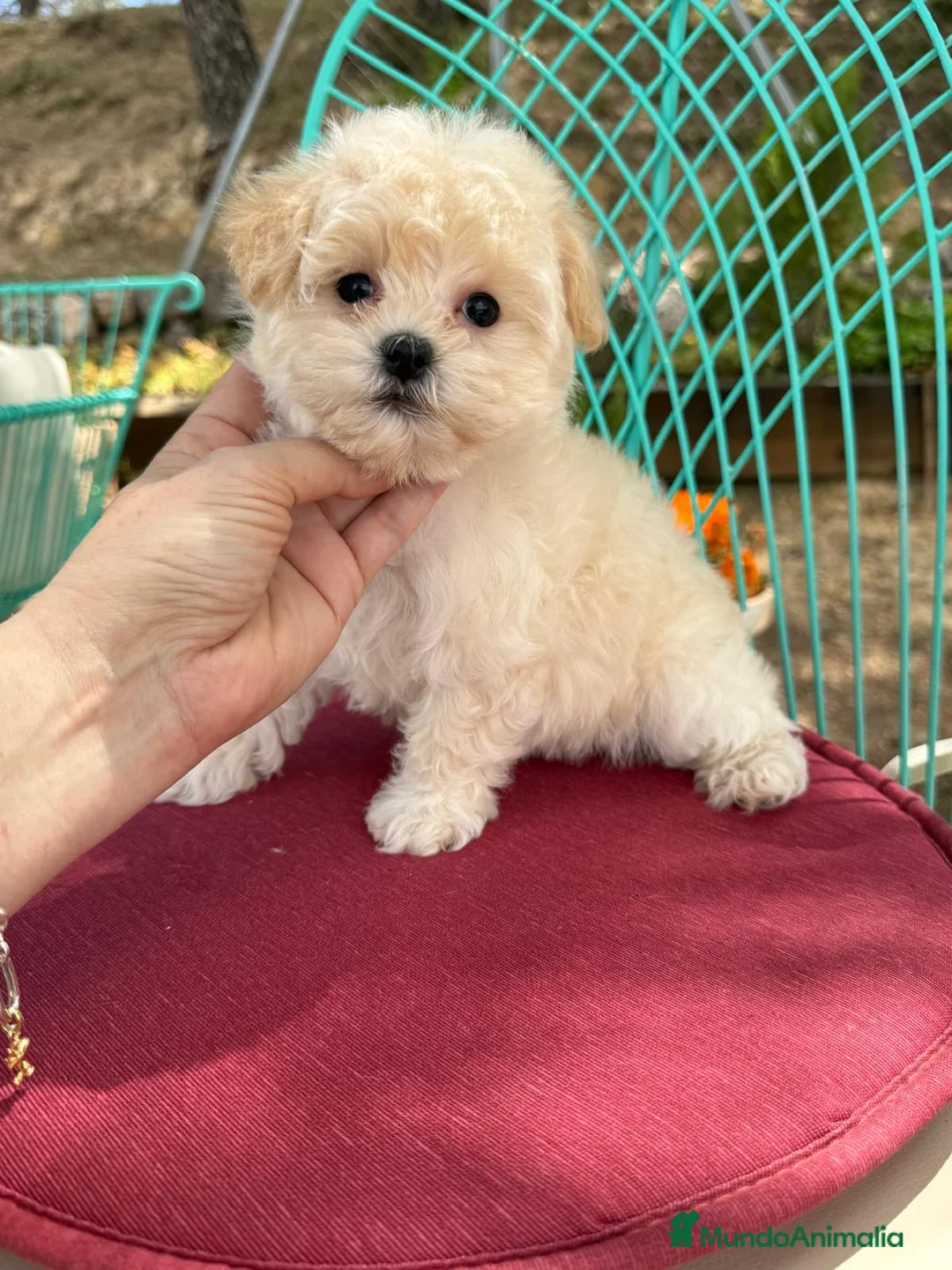Maltipoo perros en venta: Maltipoo Hembra Toy fotos actuales !! - Anuncio 3