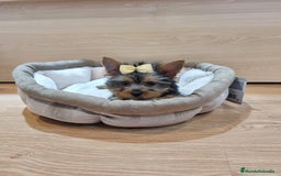 Yorkshire Terrier perros en venta: Yorkshire terrier - Imagen 1