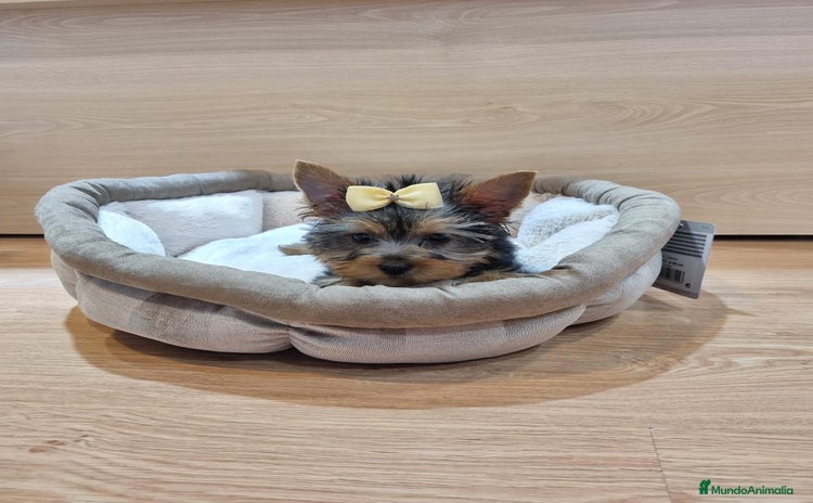 Yorkshire Terrier perros - Anuncio 1