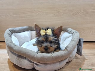 Yorkshire Terrier perros - Anuncio 1