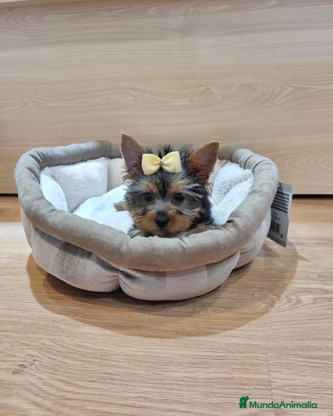 Yorkshire Terrier perros en venta: Yorkshire terrier - Anuncio 1