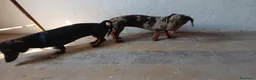 Teckel Miniatura perros en venta: Los tesoros de la Lola - Anuncio 5