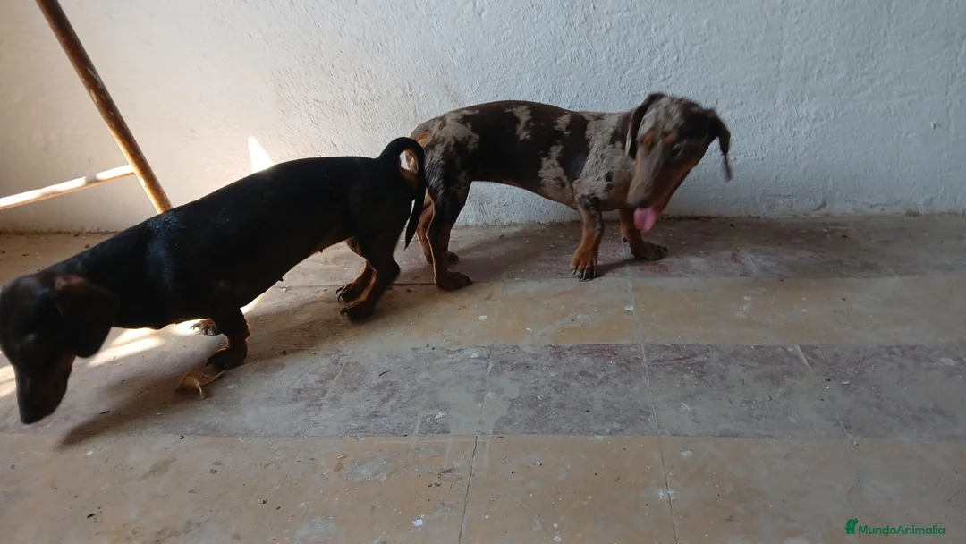 Teckel Miniatura perros en venta: Los tesoros de la Lola - Anuncio 5