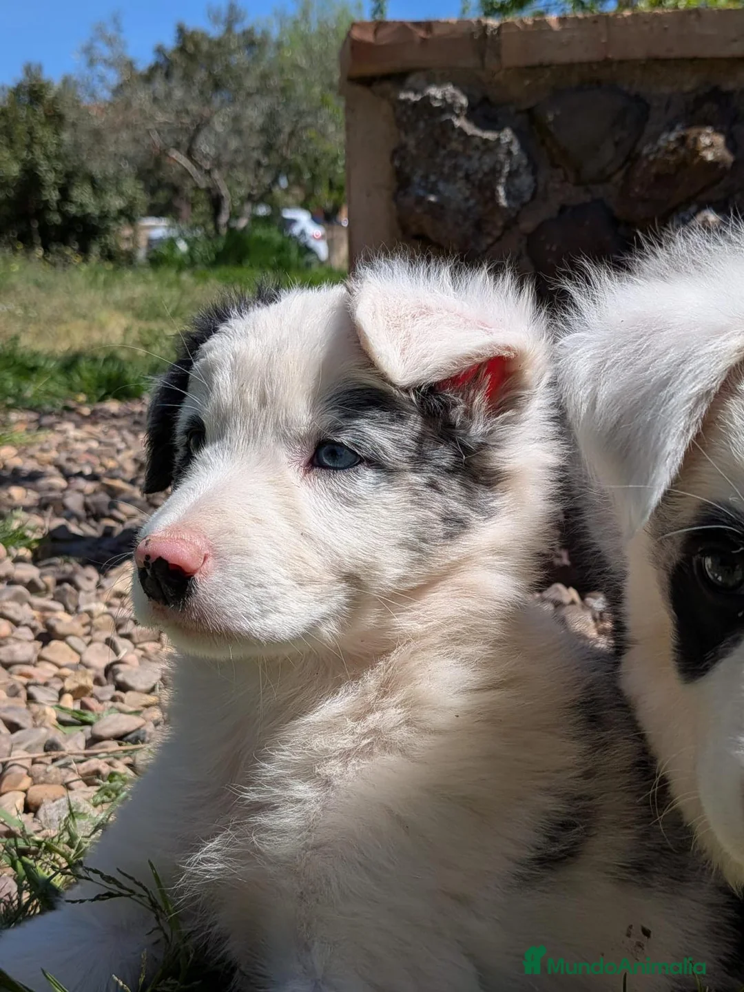 Border Collie perros en venta: Border collie merle - Anuncio 2