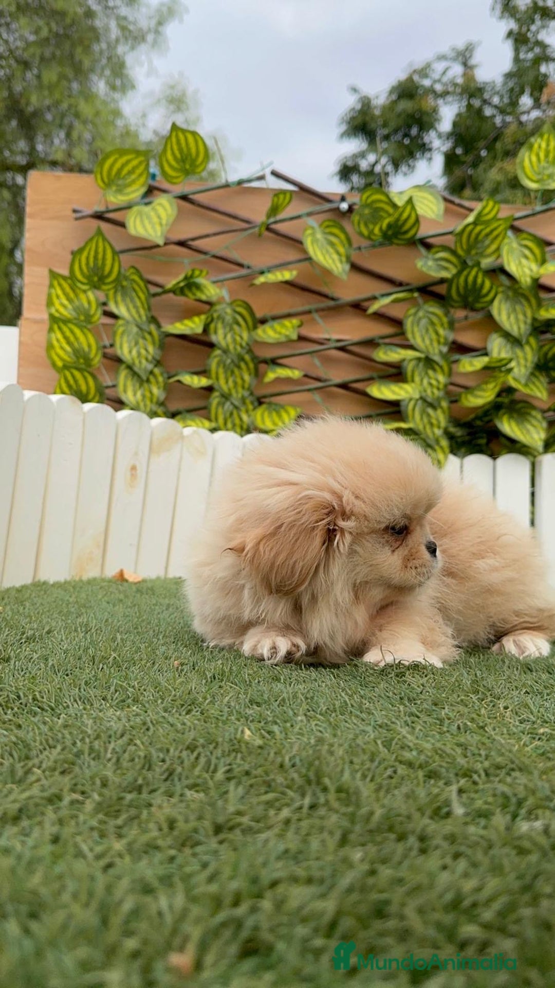 Pekinés perros en venta: PEKINES IMPERIAL - Imagen 13