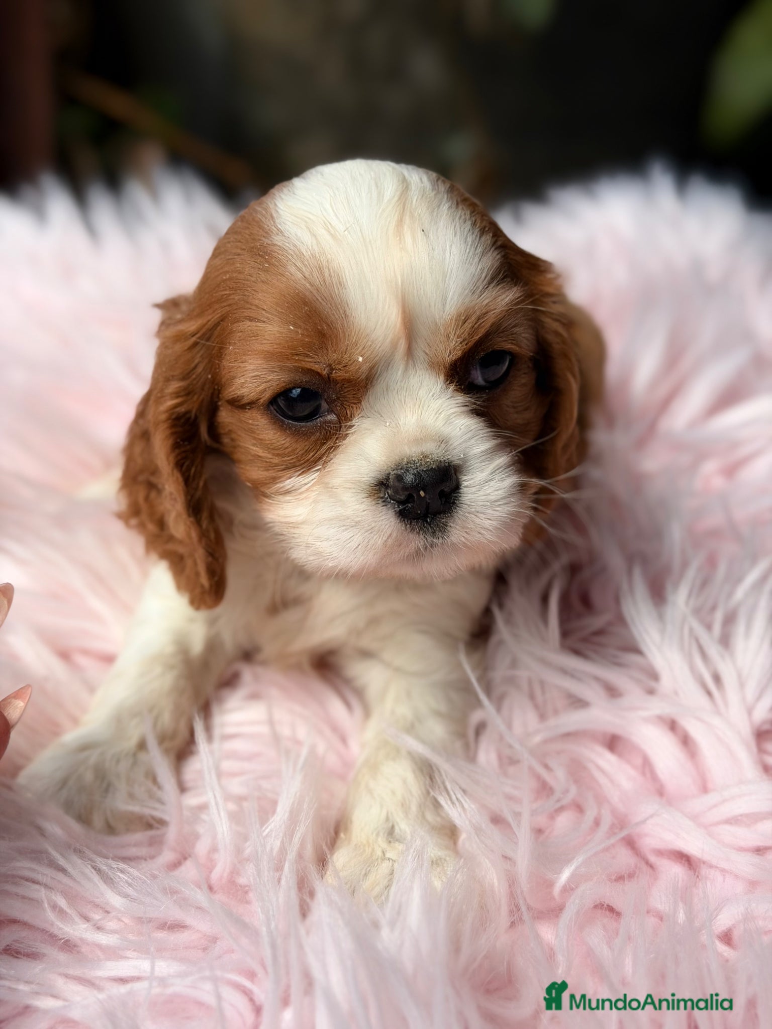 Cavalier King Charles Spaniel perros Cavalier hembra Blenheim - Anuncio 1