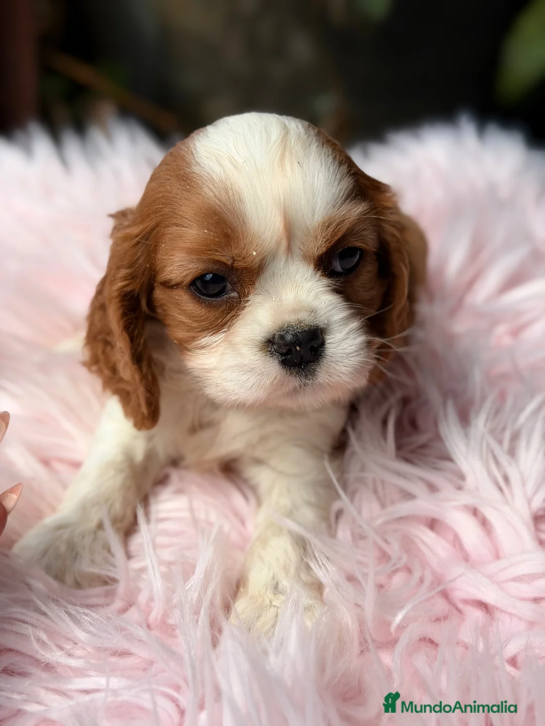Cavalier King Charles Spaniel perros en venta: Cavalier hembra Blenheim - Anuncio 1
