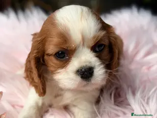 Cavalier King Charles Spaniel perros Cavalier hembra Blenheim - Anuncio 1