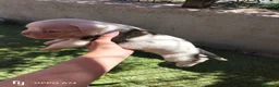 Boxer perros en venta: Boxer  - Anuncio 12