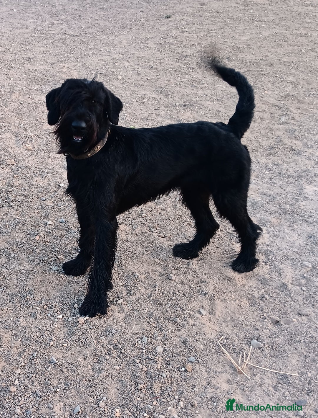 Schnauzer Gigante perros en venta: Schnauzer Gigante Negro - Anuncio 8