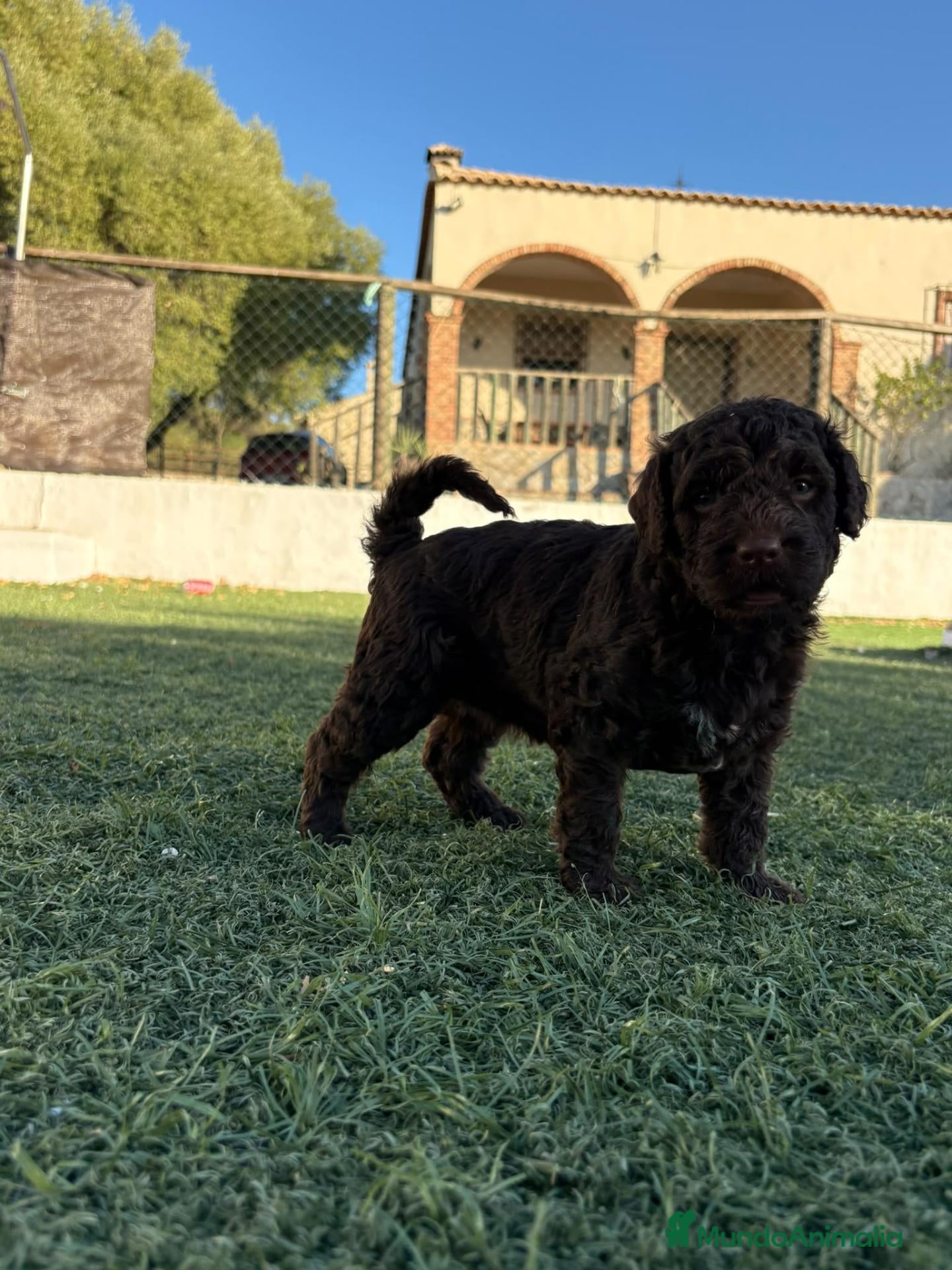 Perro de Agua Español perros PERRO DE AGUA ESPAÑOL - Anuncio 1
