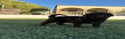 Perro de Agua Español perros en venta: PERRO DE AGUA ESPAÑOL - Anuncio 1