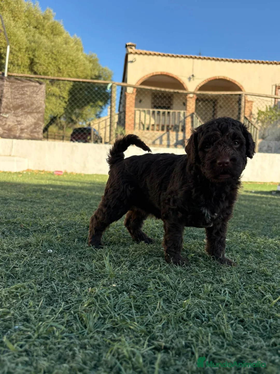 Perro de Agua Español perros en venta: PERRO DE AGUA ESPAÑOL - Anuncio 1