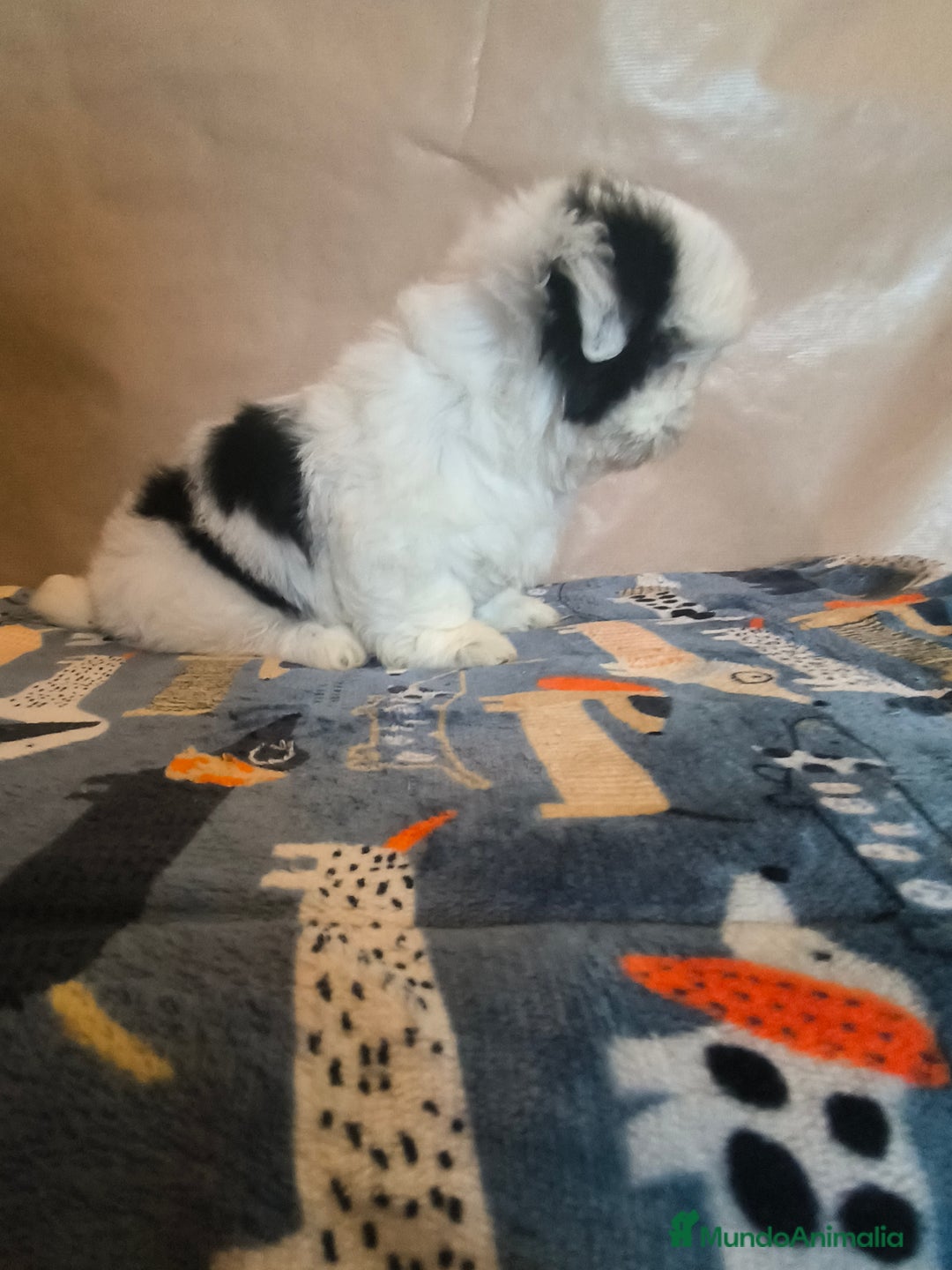 Shih Tzu perros en venta: Shitzu mini - Anuncio 15