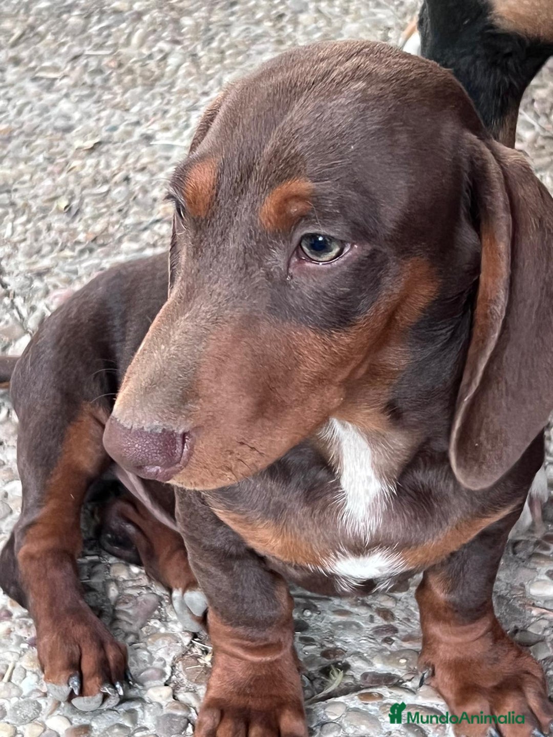 Teckel perros en venta: Macho teckel 6 meses  - Anuncio 2