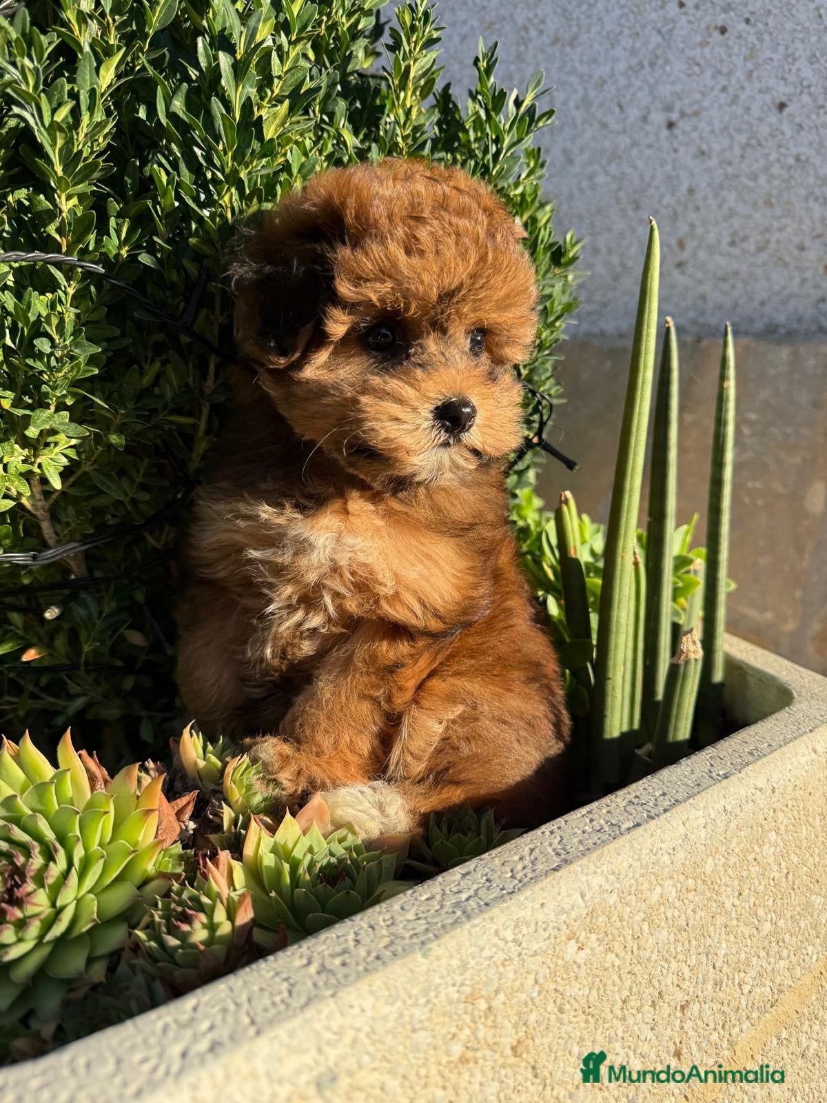 Maltipoo perros Maltipoo con muchísima solidificación de color!! - Anuncio 2
