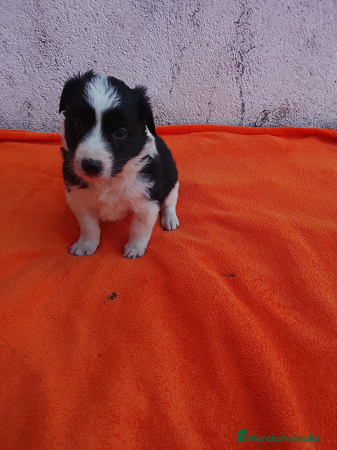 Border Collie perros en venta: Border collie  - Imagen 2