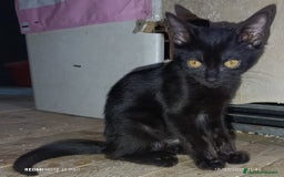 Otras razas gatos en adopcion: CACHORROS EN ADOPCION - Imagen 2
