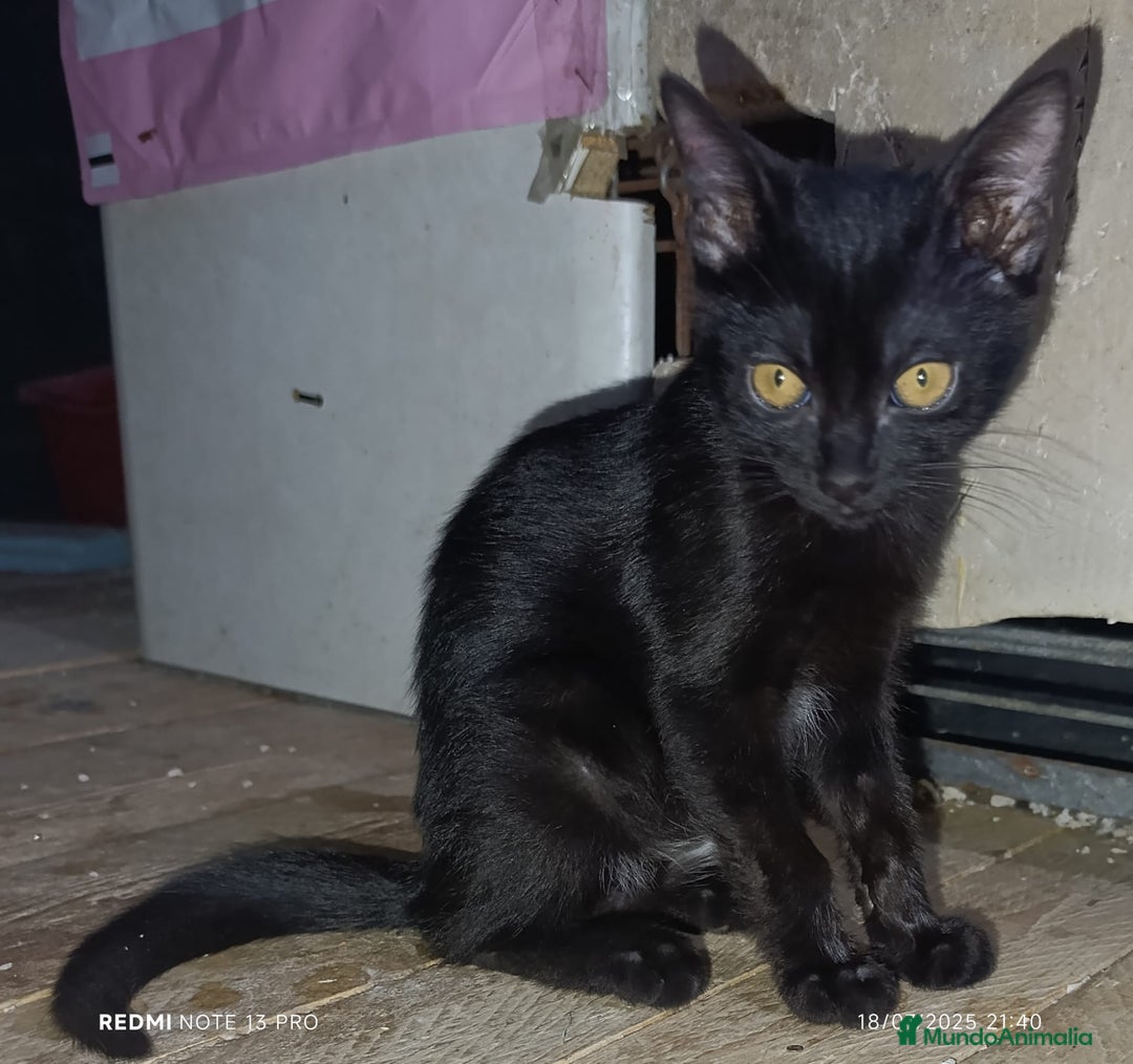 Otras razas gatos en adopcion: CACHORROS EN ADOPCION - Imagen 2