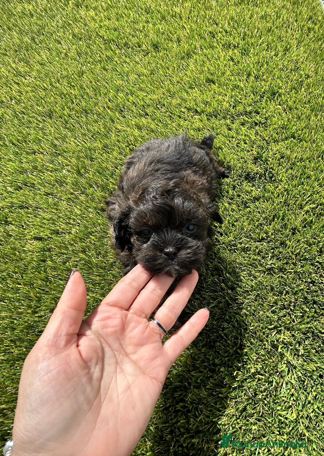 Maltipoo perros en venta: Maltipoo merle - Anuncio 6