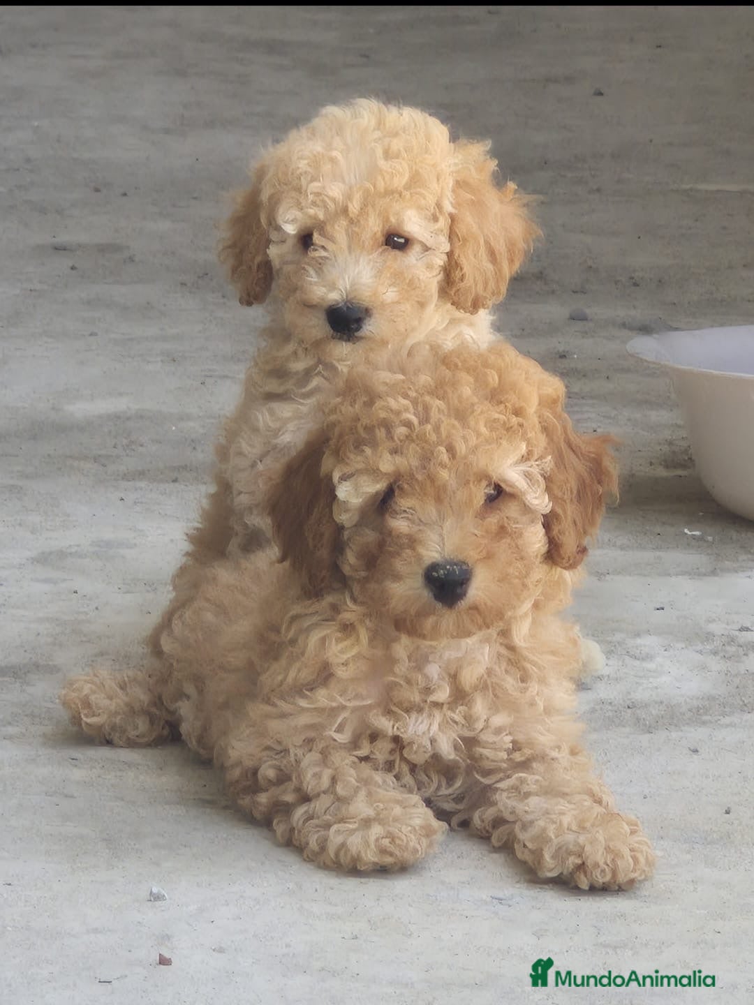 Caniche Toy perros Cachorros de caniche toy apricot y rojos - Anuncio 1