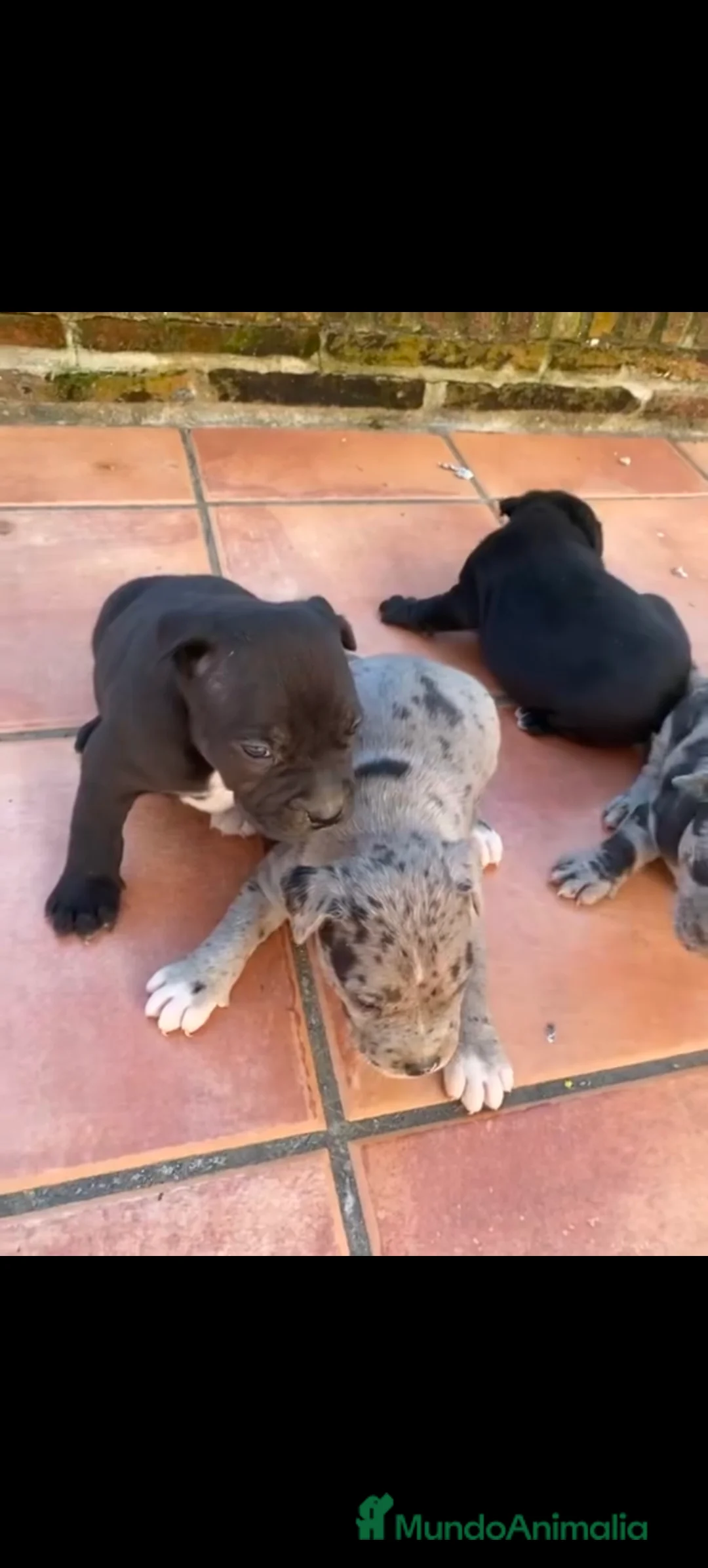 American Staffordshire-Terrier perros en venta: Américan estanford  - Anuncio 2