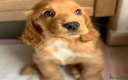 Cocker Spaniel Inglés perros en venta: Cocker spanish ingles dorados  - Imagen 2