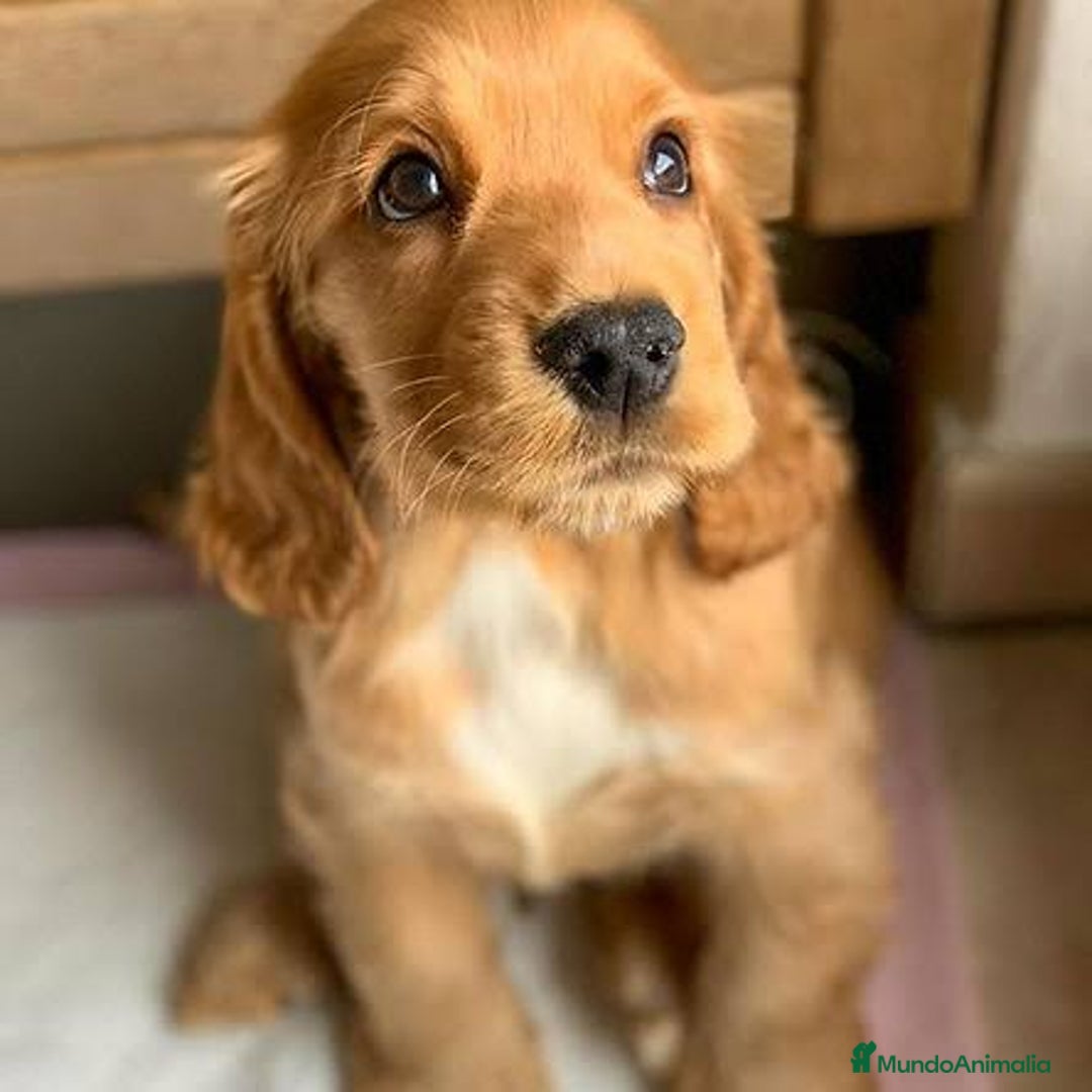 Cocker Spaniel Inglés perros en venta: Cocker spanish ingles dorados  - Imagen 2