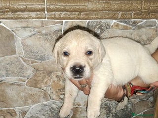 Labrador Retriever perros - Anuncio 10