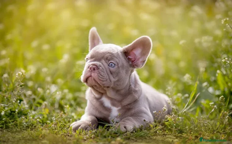 Bulldog Francés perros - Anuncio 1