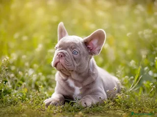 Bulldog Francés perros - Anuncio 7