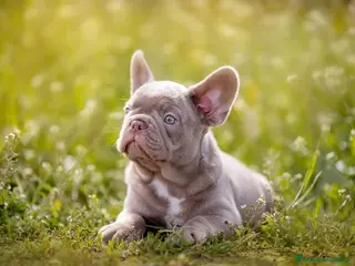 Bulldog Francés perros CACHORROS BULLDOG FRANCES - Anuncio 11