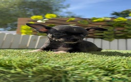 Chihuahua perros en venta: CHIHUAHUA HEMBRA - Imagen 2