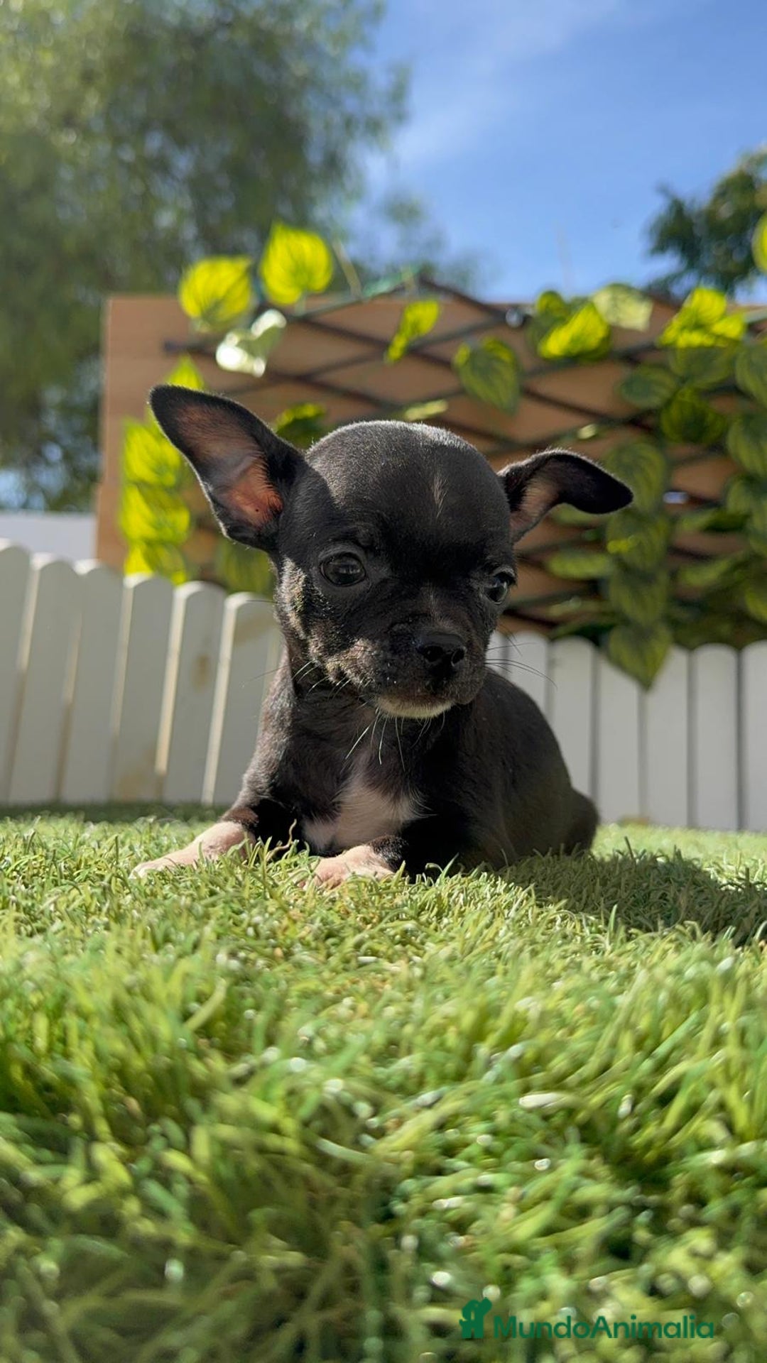 Chihuahua perros en venta: CHIHUAHUA HEMBRA - Imagen 2