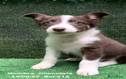 Border Collie perros en venta: Border Collie Chocolate - Imagen 16