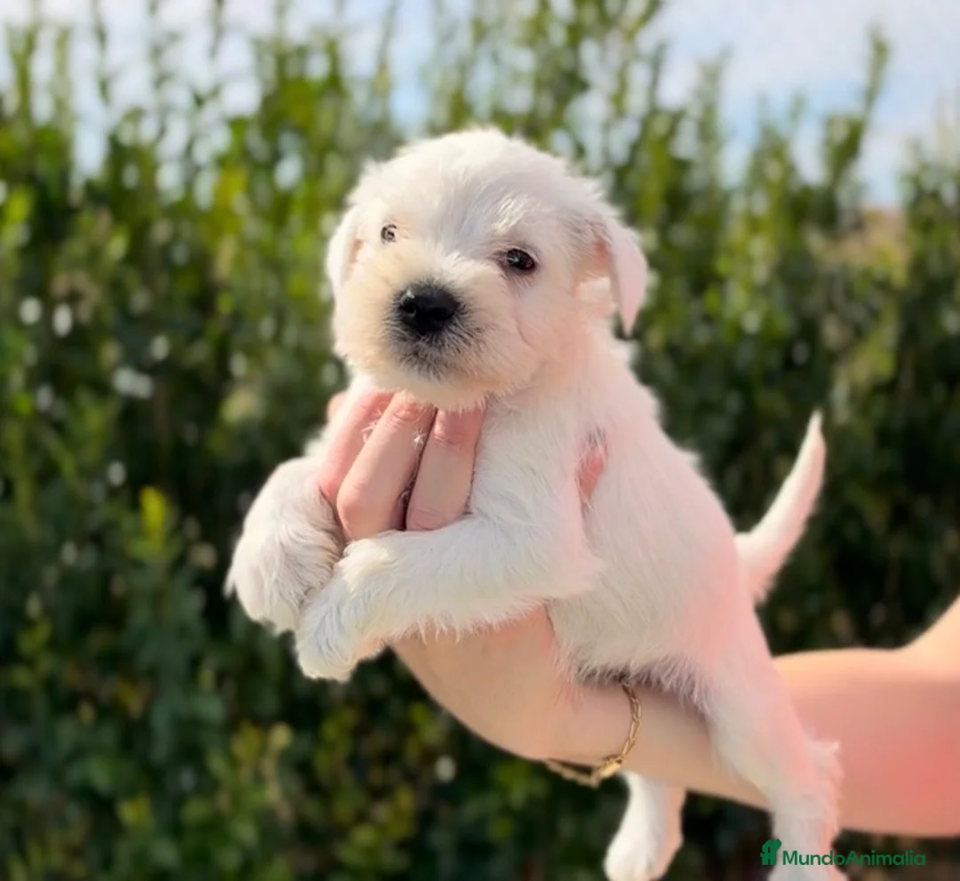 Schnauzer Mediano perros en venta: Cachorritos Schnauzer - Anuncio 3