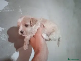 Maltipoo perros Maltipoo - Anuncio 1