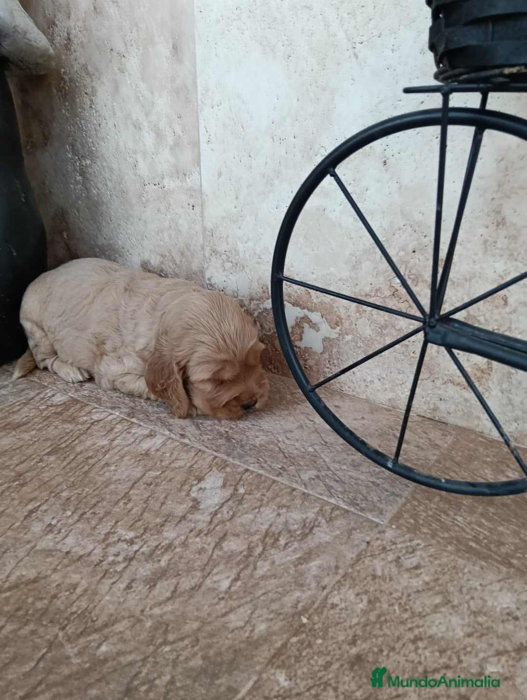 Cocker Spaniel Inglés perros en venta: COCKERS - Imagen 1
