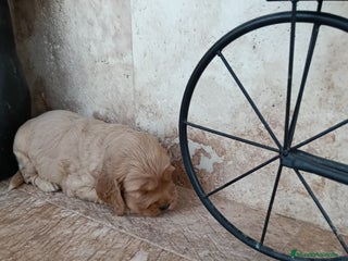 Cocker Spaniel Inglés perros - Anuncio 3