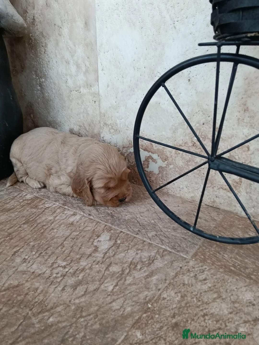 Cocker Spaniel Inglés perros en venta: COCKERS - Anuncio 1