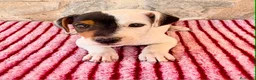 Jack Russell Terrier perros en venta: Jack Russell Terrier macho  - Anuncio 5