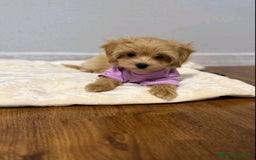 Maltipoo perros en venta: Espectacular hembrita MALTIPOO MICRO  - Imagen 1