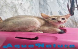 Abisinio gatos en venta: Abisinio Hembra de Mia 7913 AQUANATURA - Imagen 6