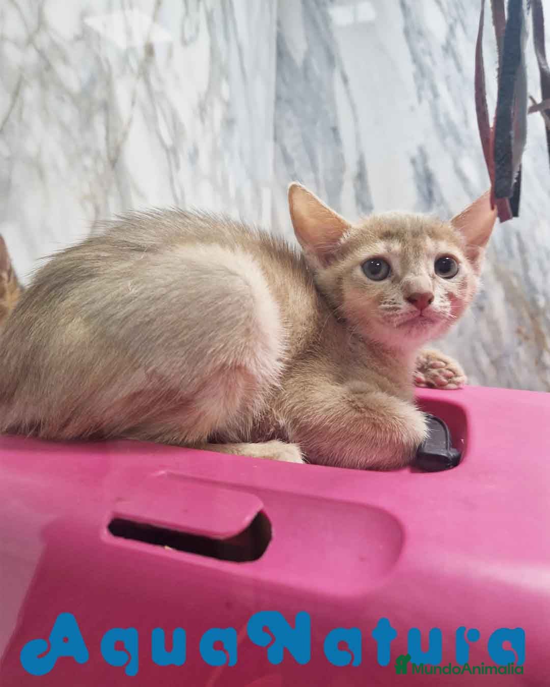 Abisinio gatos en venta: Abisinio Hembra de Mia 7913 AQUANATURA - Imagen 6