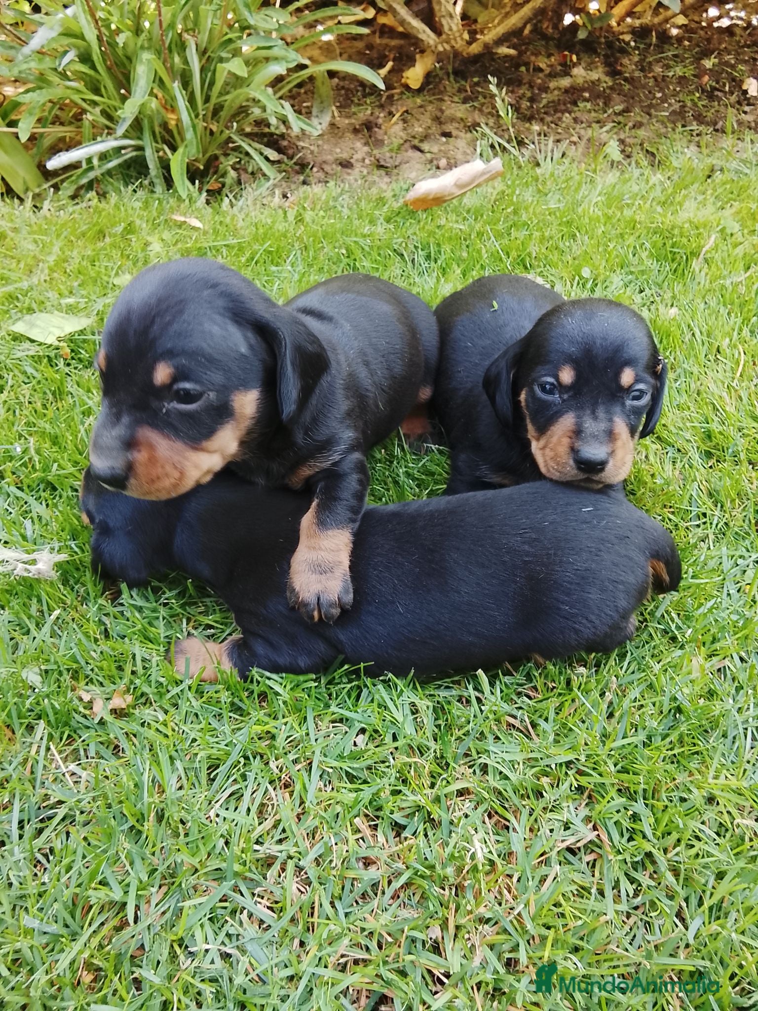 Teckel Miniatura perros Cacharros de teckel miniatura  - Anuncio 4