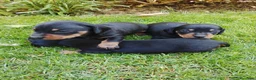 Teckel Miniatura perros en venta: Cacharros de teckel miniatura  - Anuncio 1