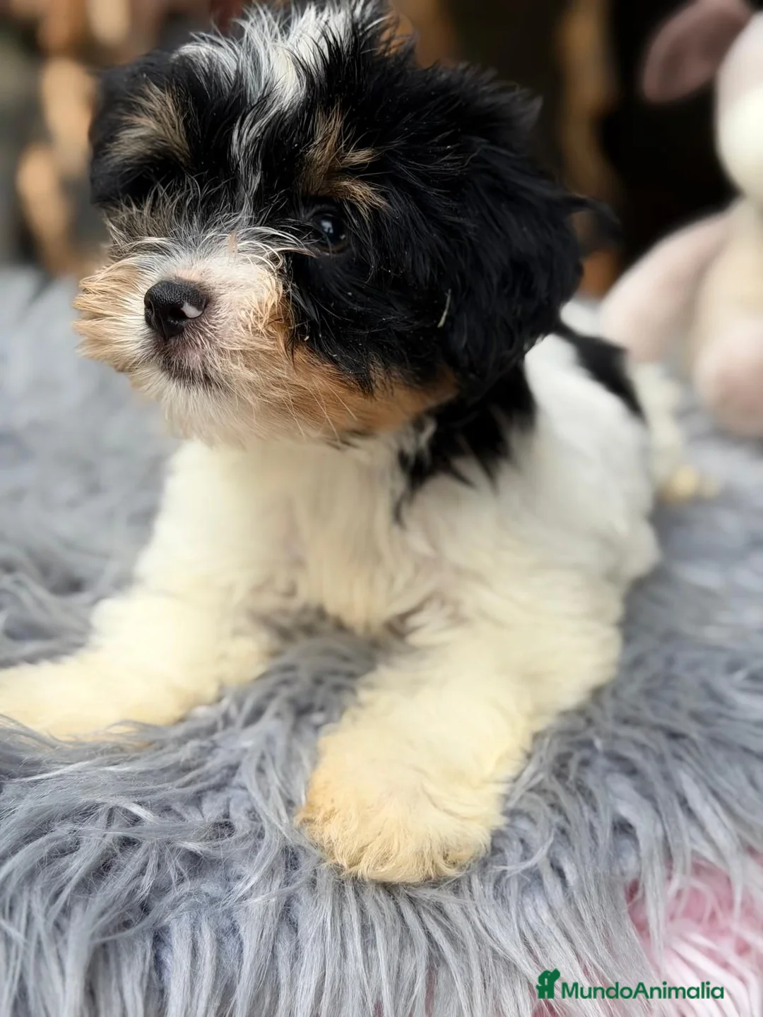 Biewer Yorkshire Terrier a la Pom Pon perros en venta: BIEWER YORKSHIRE - Anuncio 1