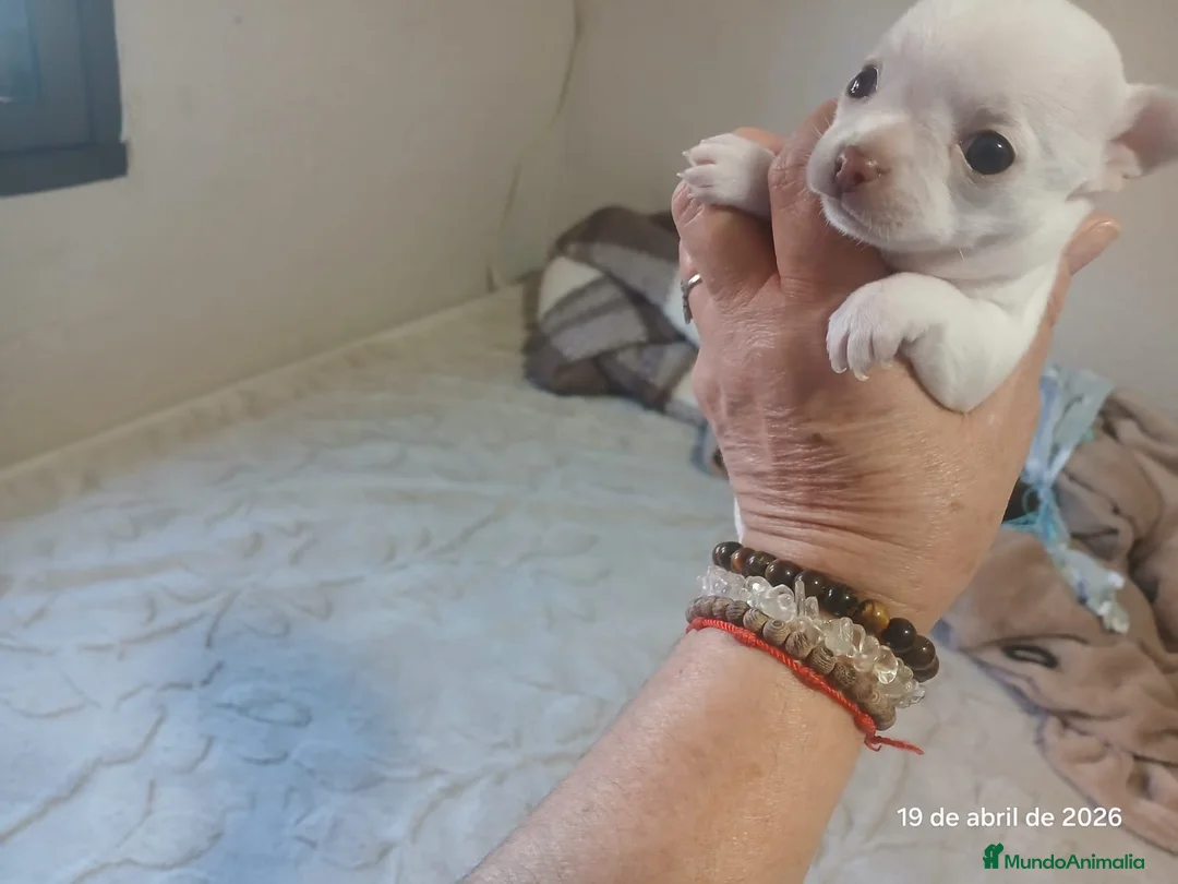 Chihuahua perros en venta: Hembra Chihuahua  - Anuncio 5